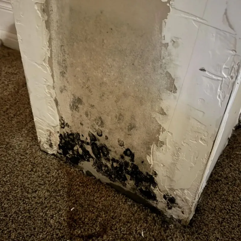Professional Mold Removal in Earlington, KY